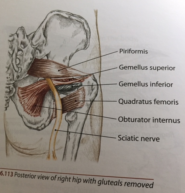 Sciatica, Shooting Pain, and Hand Numbness - Mix Fitness